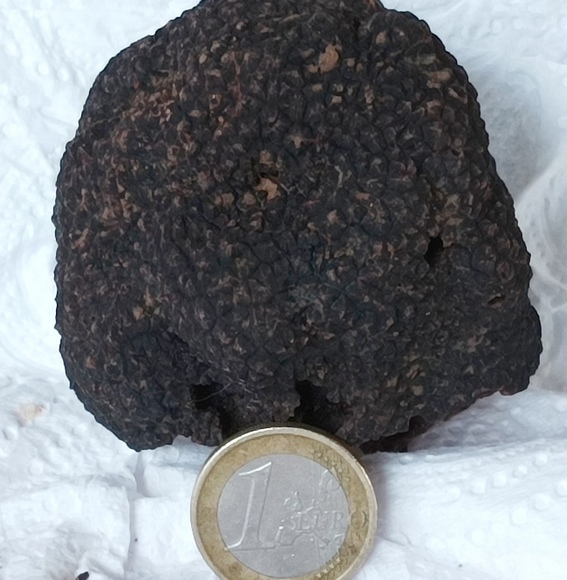 truffe taille.jpg